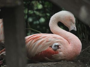 The new Chilean flamingo chick 