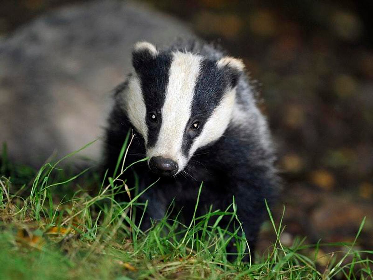 Badger cull expanded across Staffordshire in effort to ...