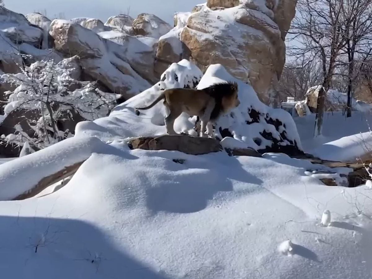 A lion plays in the snow at Denver Zoo