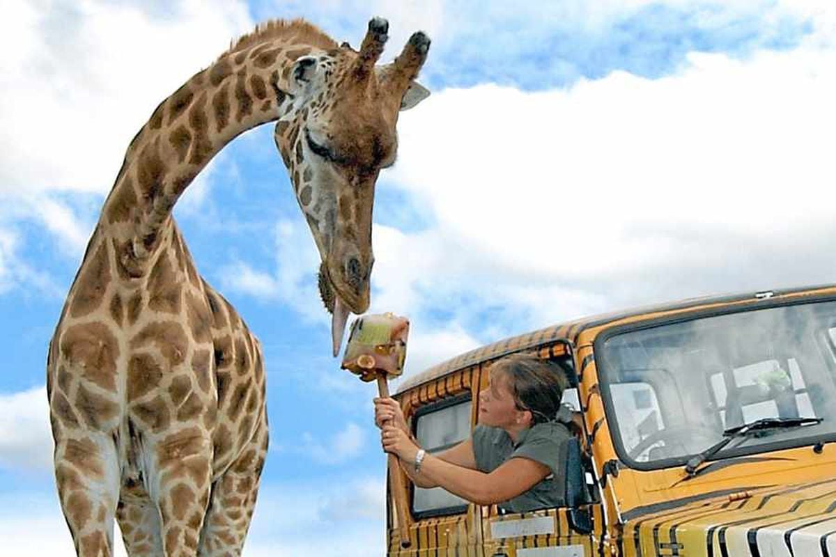 safari park jobs