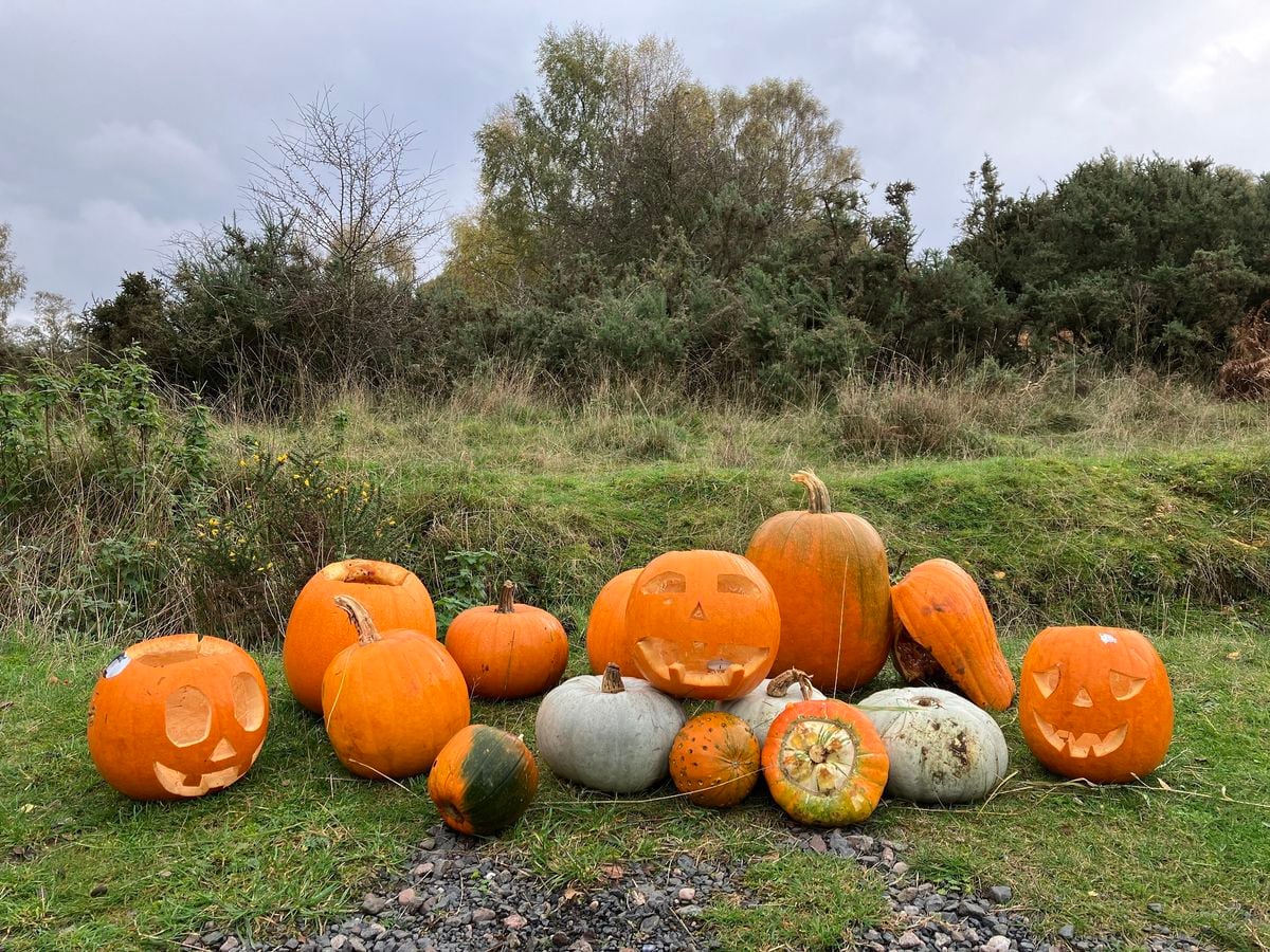 Warning over discarding pumpkins in country parks after Halloween due to  danger to wildlife