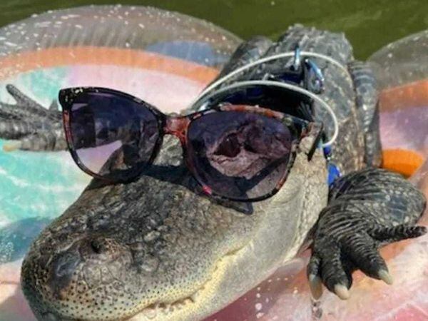 Wally the emotional support alligator