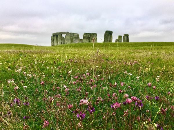 Wildflowers at Stonehenge in Wiltshire