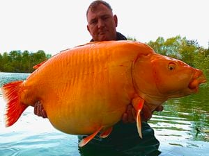 The gigantic orange specimen, aptly nicknamed The Carrot, weighed a whopping 67lbs 4ozs.
