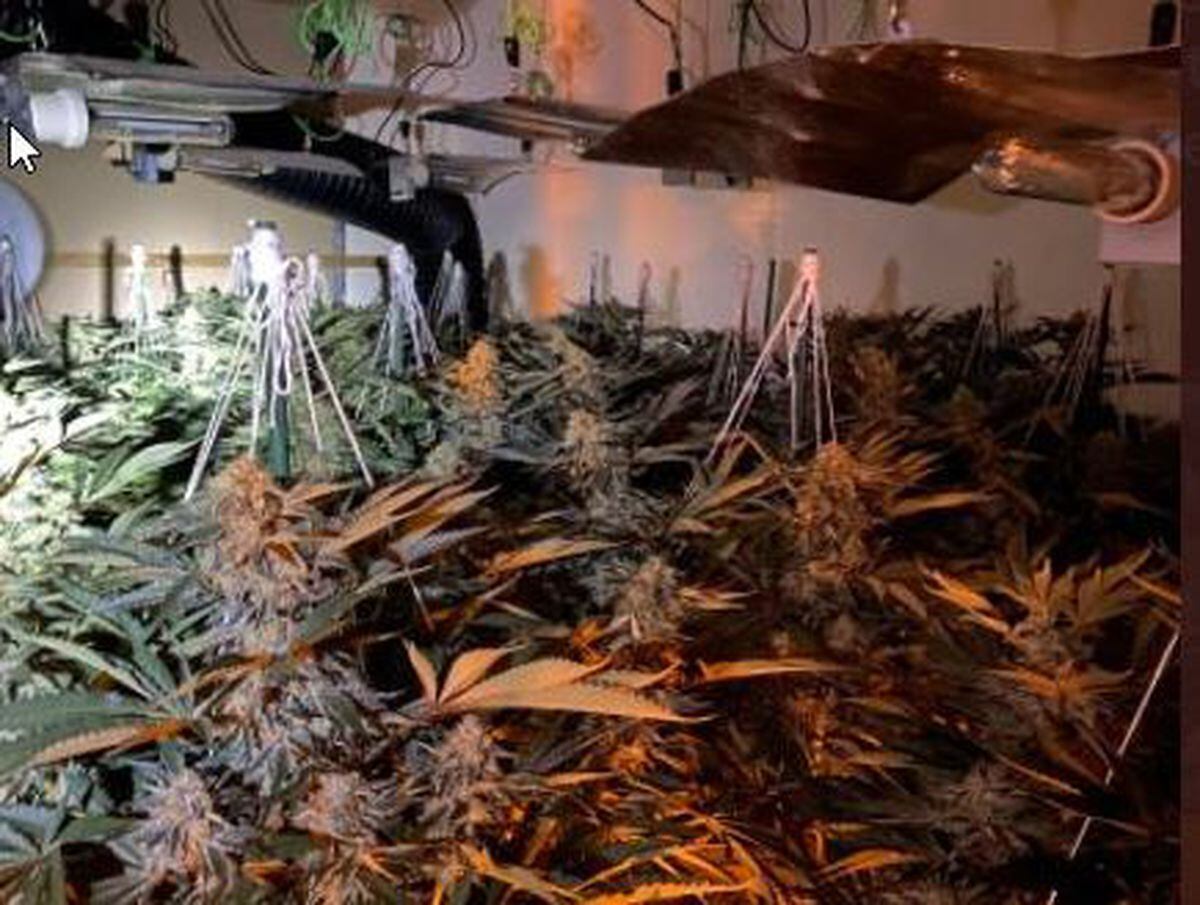 The cannabis plants found in Cradley. Photo: @HalesowenWMP 