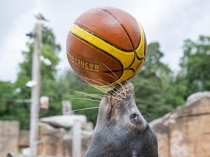Sea Lion Jack has been testing out his basketball, netball and volleyball skills too, with some catching and throwing. Photo: Matthew Lissimore