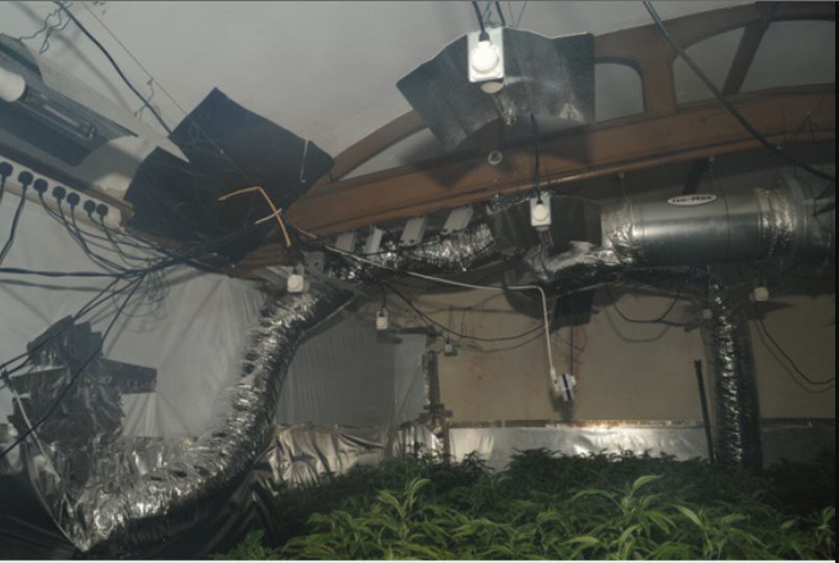 Officers found more than 380 cannabis plants, worth a total of £216,000.