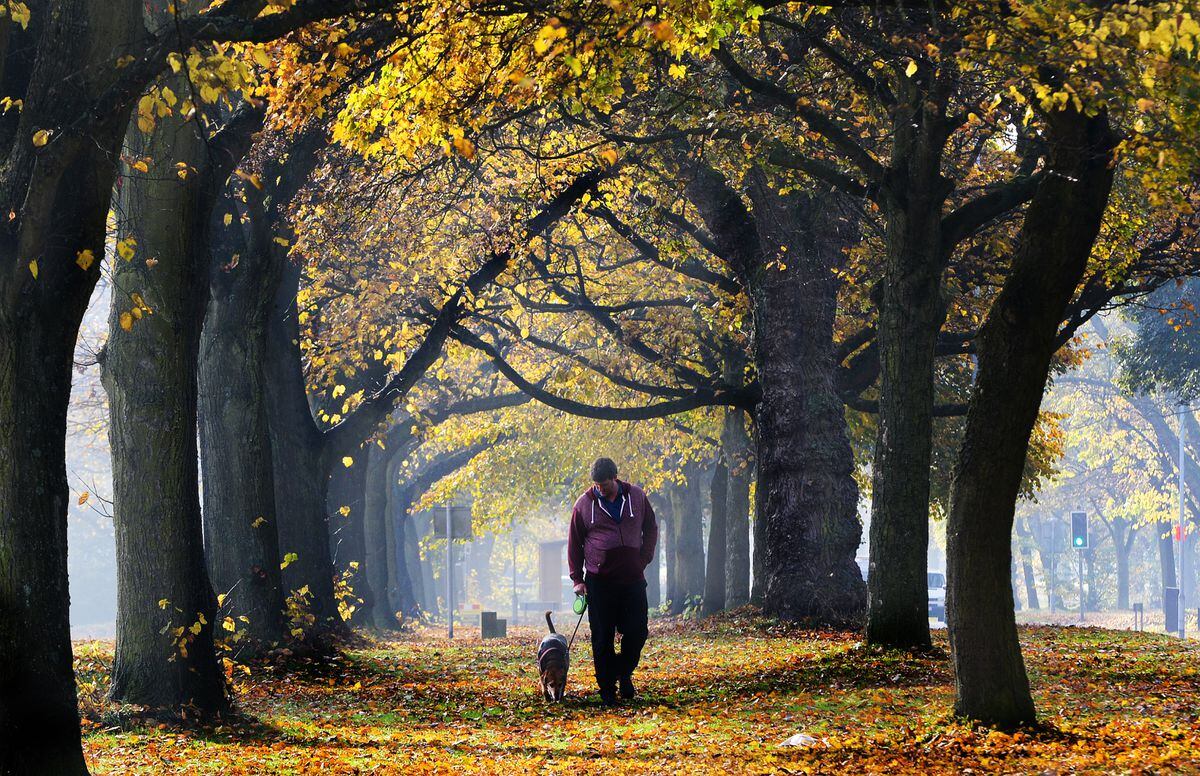 Autumn comes to Pelsall Common. Dog walker Chris Winslow strolls through the leaves with Alfie..