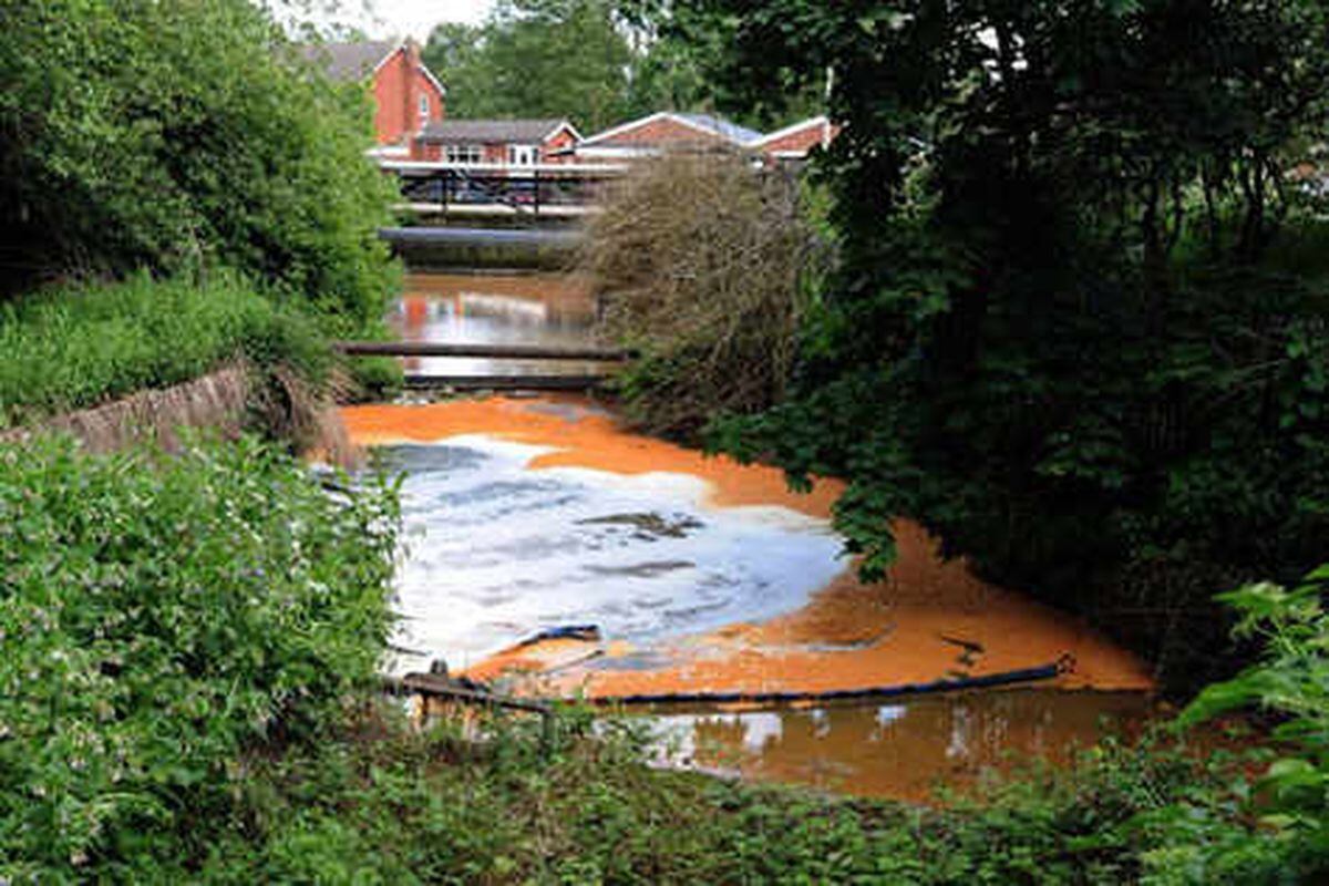 Fish dead as canal polluted