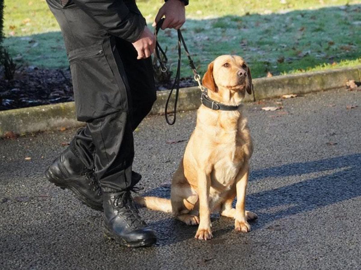 New drug detection dogs to be used on railway network