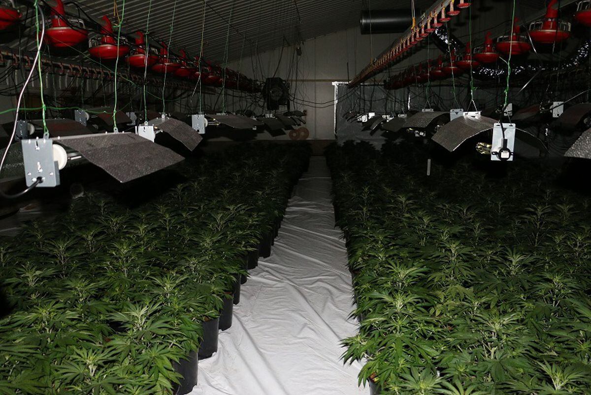 The cannabis farm found in Wheaton Aston