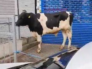 The bull on Stratford Road in Birmingham. Video still from video by @ResponseWMP