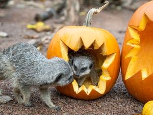 The meerkats, including the pups, loved foraging for treats, hidden inside their pumpkins. Photo: Matthew Lissimore