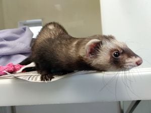 Chanel the ferret was rescued from a Matalan in Smethwick