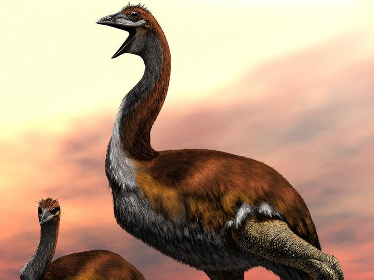 Largest bird that ever lived revealed Express amp Star