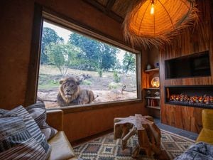 The lounge area of the Lion Lodge was particularly awesome (Photo: West Midland Safari Park) 