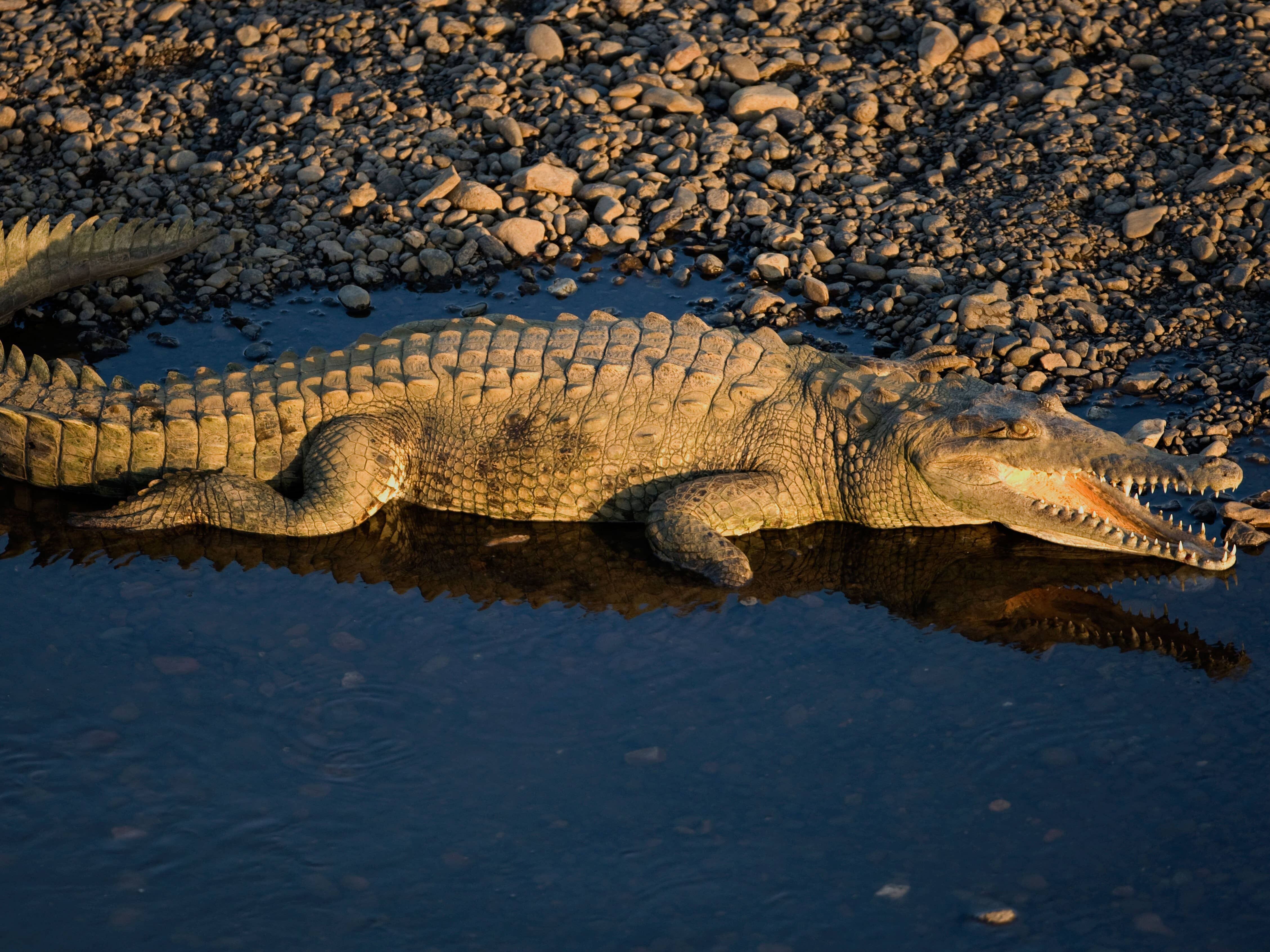 Scientists discover first ‘virgin birth’ in a crocodile