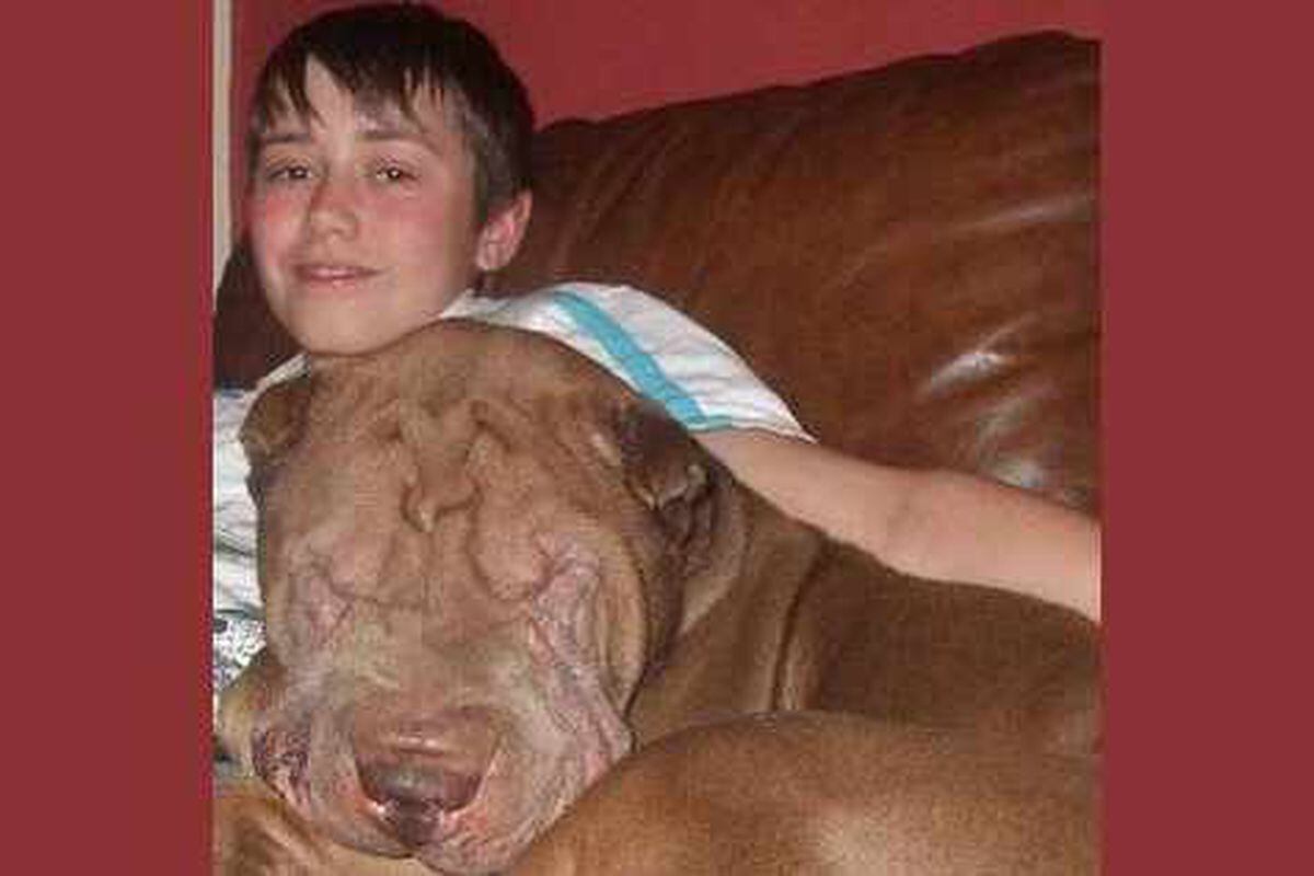 Wolverhampton boy savaged by stray dog