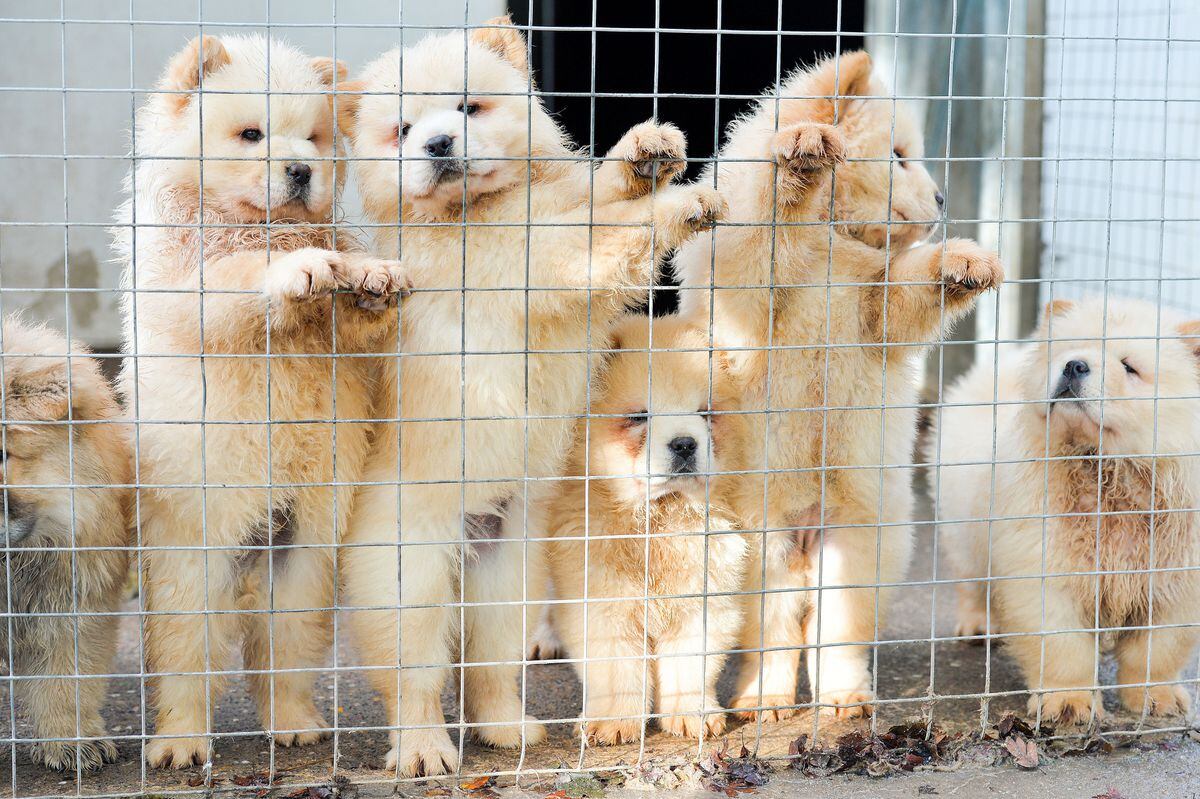 Dogs have been smuggled into the West Midlands as bootleg breeders are illegally smuggling thousands of puppies into Britain