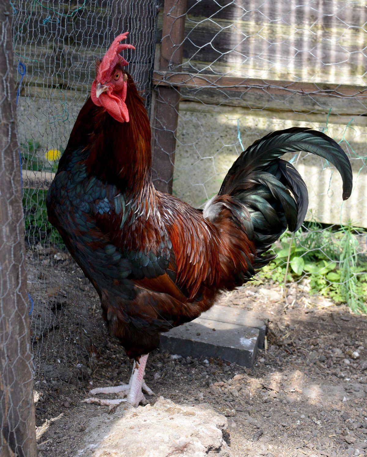 Cock A Doodle Don T Owner Warned As Neighbours Complain Over Crowing