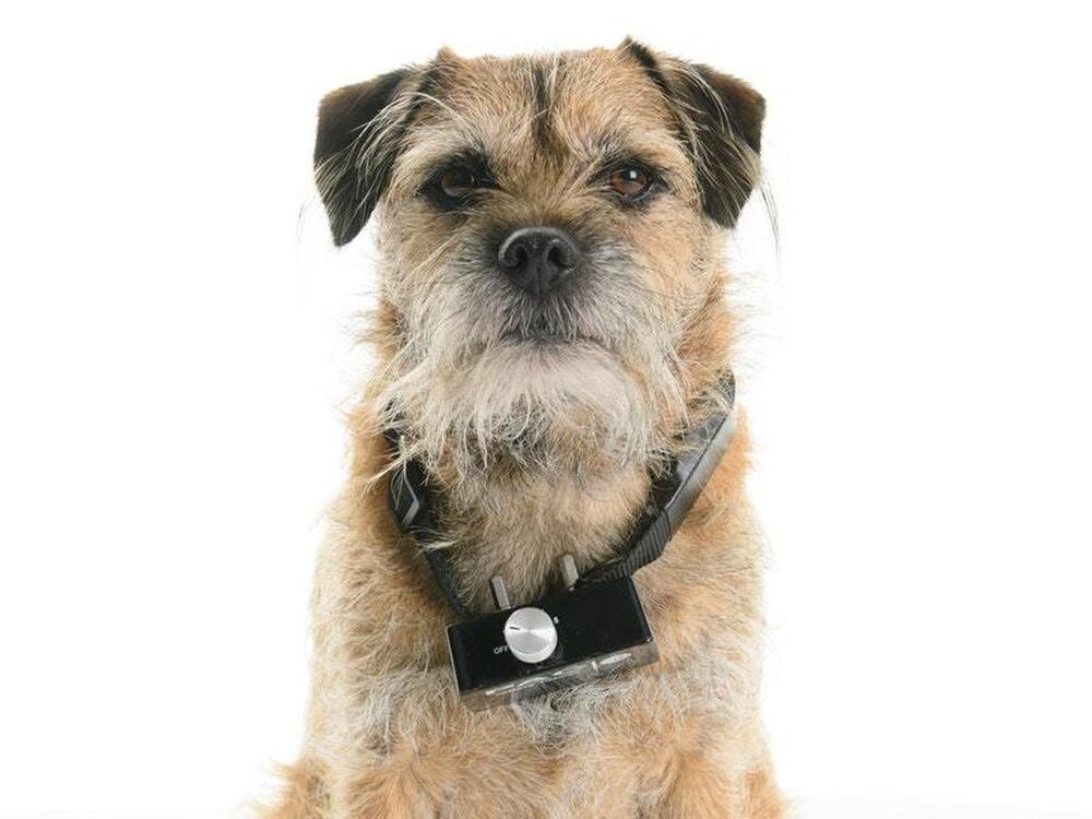 Electric shock collars for dogs and cats set to be banned ...
