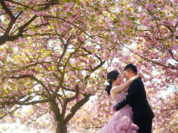 Couple hug under a blossom tree