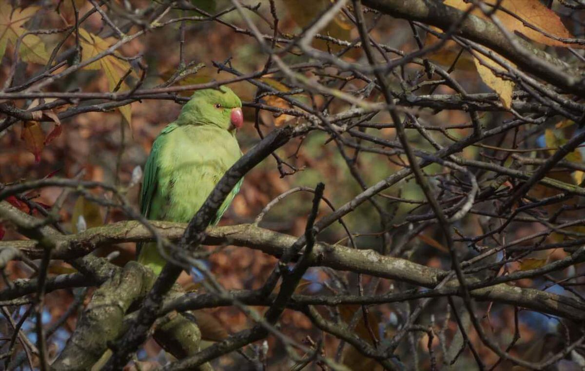 One of the cheeky parakeets spotted in West Park, Wolverhampton, by bird photographer Alistair Wiseman