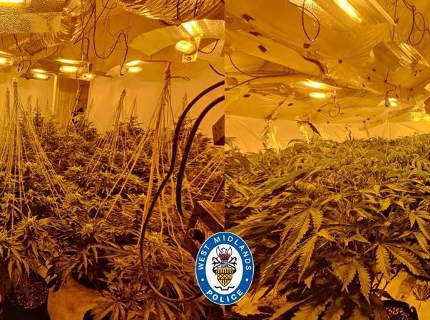 Man arrested after hundreds of cannabis plants discovered at house