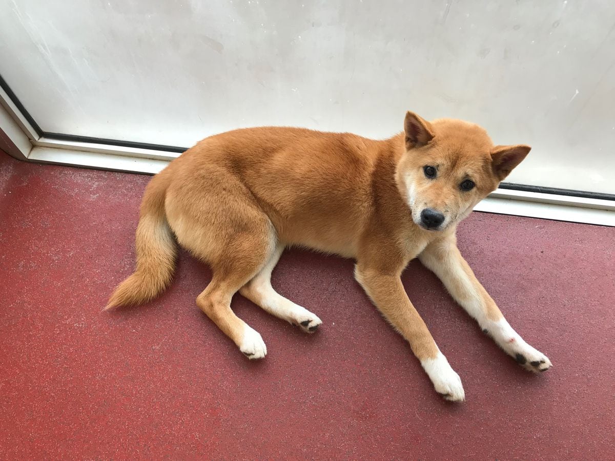 Black Country Man Banned From Keeping Animals After Abusing Shiba Inu Puppy Express Star