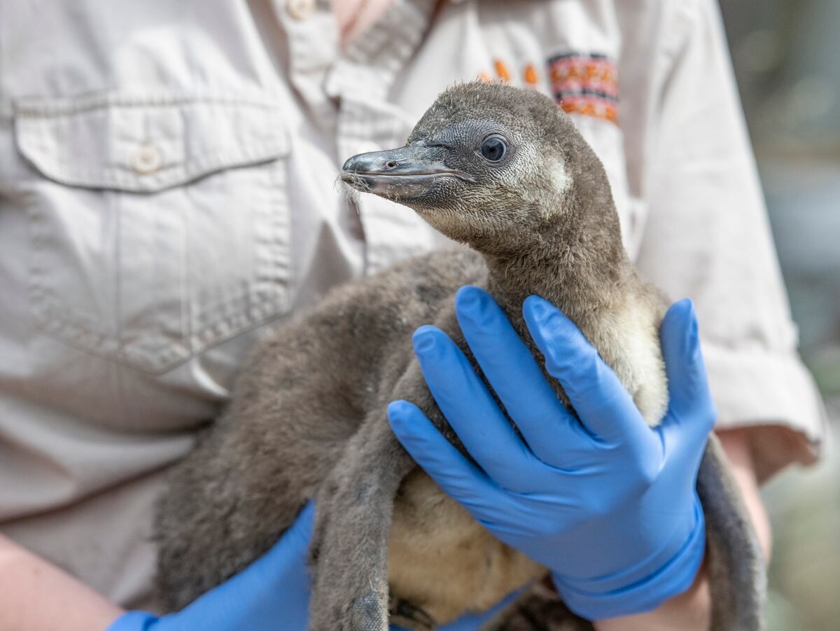 Two penguin chicks born at West Midland Safari Park | Express & Star