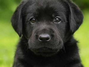 A black labrador puppy like Budd
