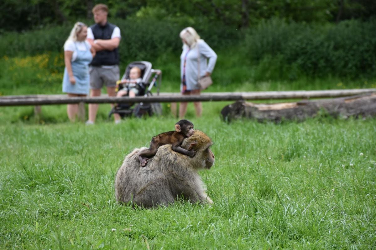Neuf jeunes macaques de Barbarie sont nés dans la forêt des singes de Trentham pendant l'été