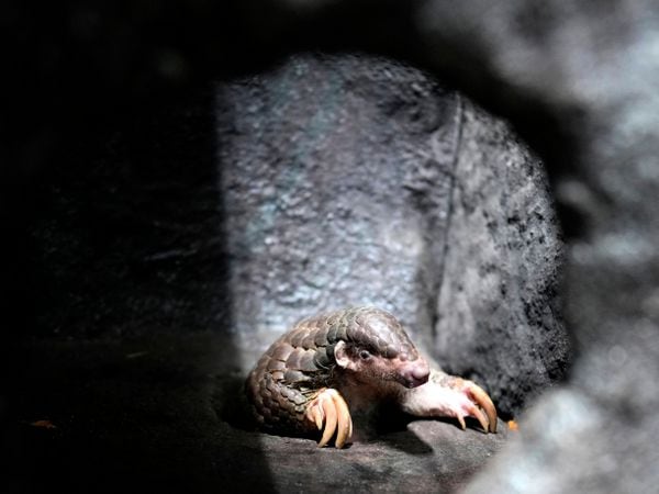 A Chinese pangolin is seen at its enclosure at the zoo in Prague, Czech Republic