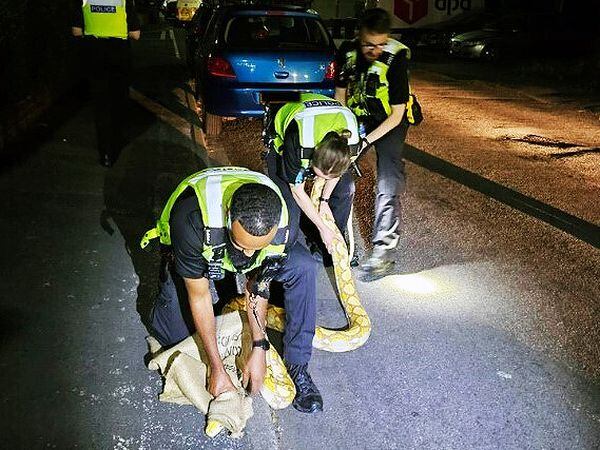 Police rescued the 12-foot yellow python from a street in West Bromwich. Photo: West Midlands Police.