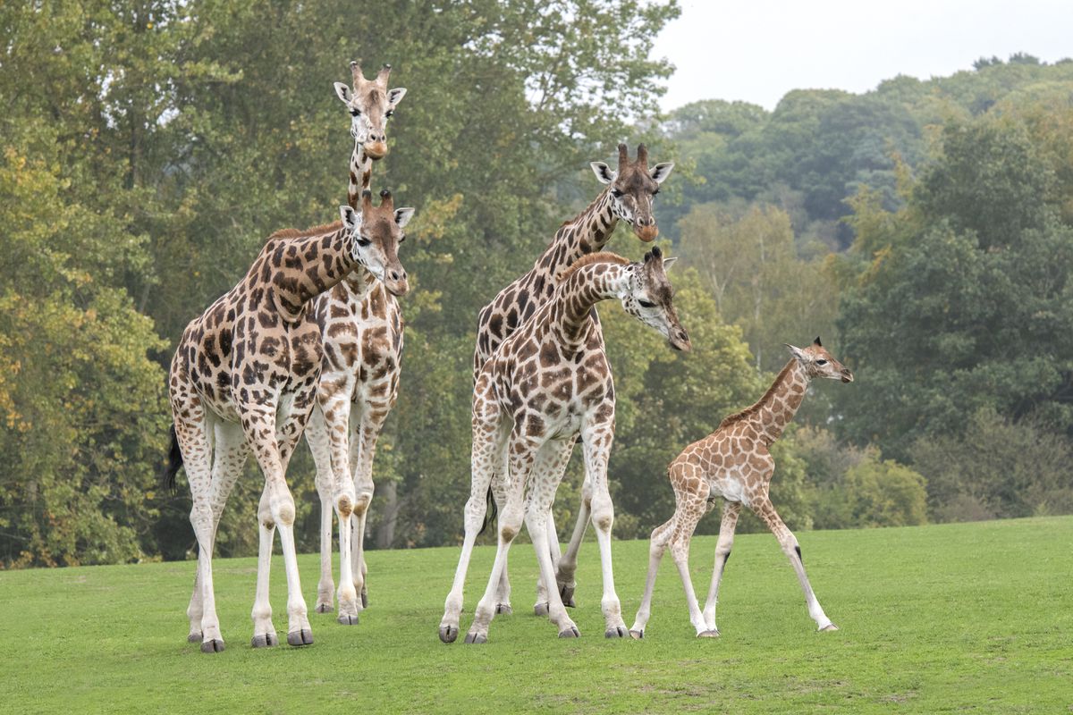 chester zoo or west midlands safari park