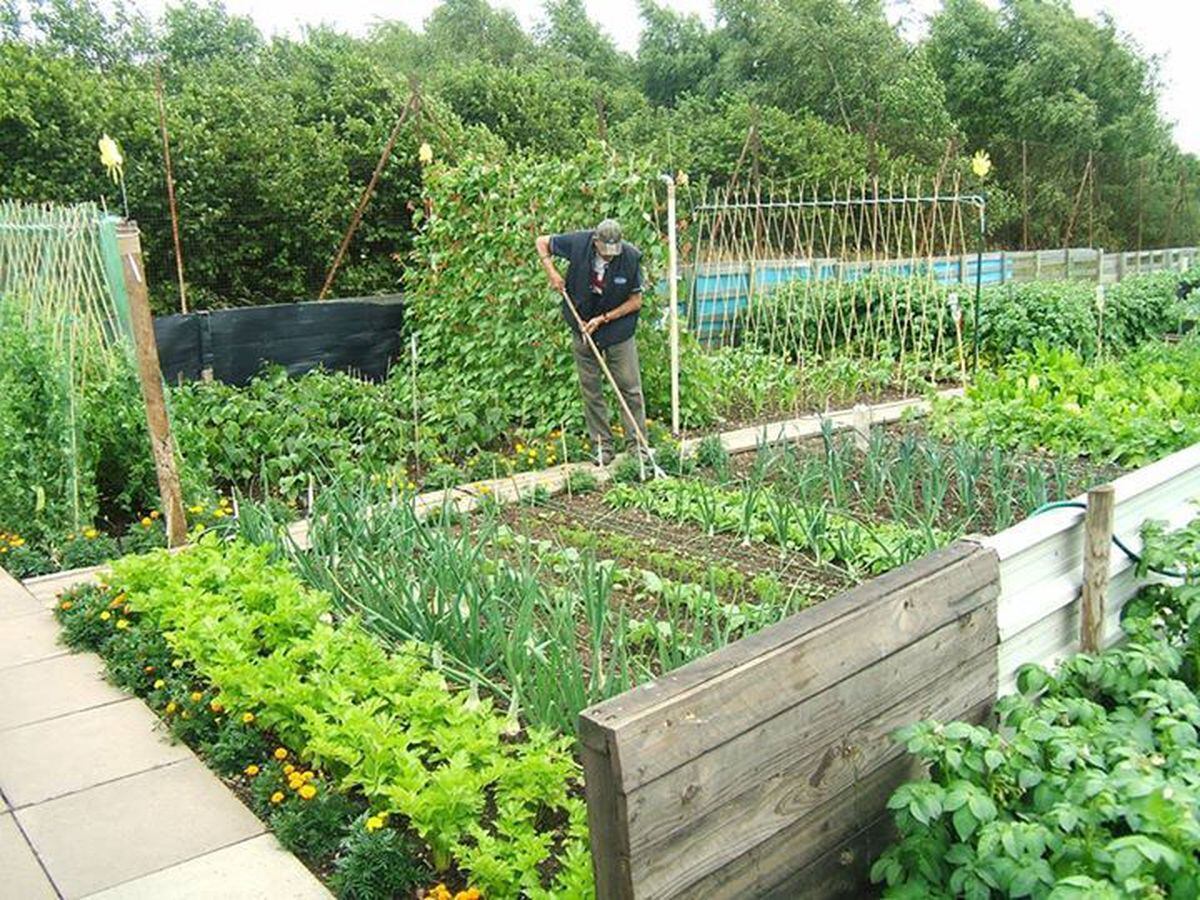 Up to 15 allotment sheds were broken into at Brandhall Road Allotments this morning. Photo: Sandwell Council.
