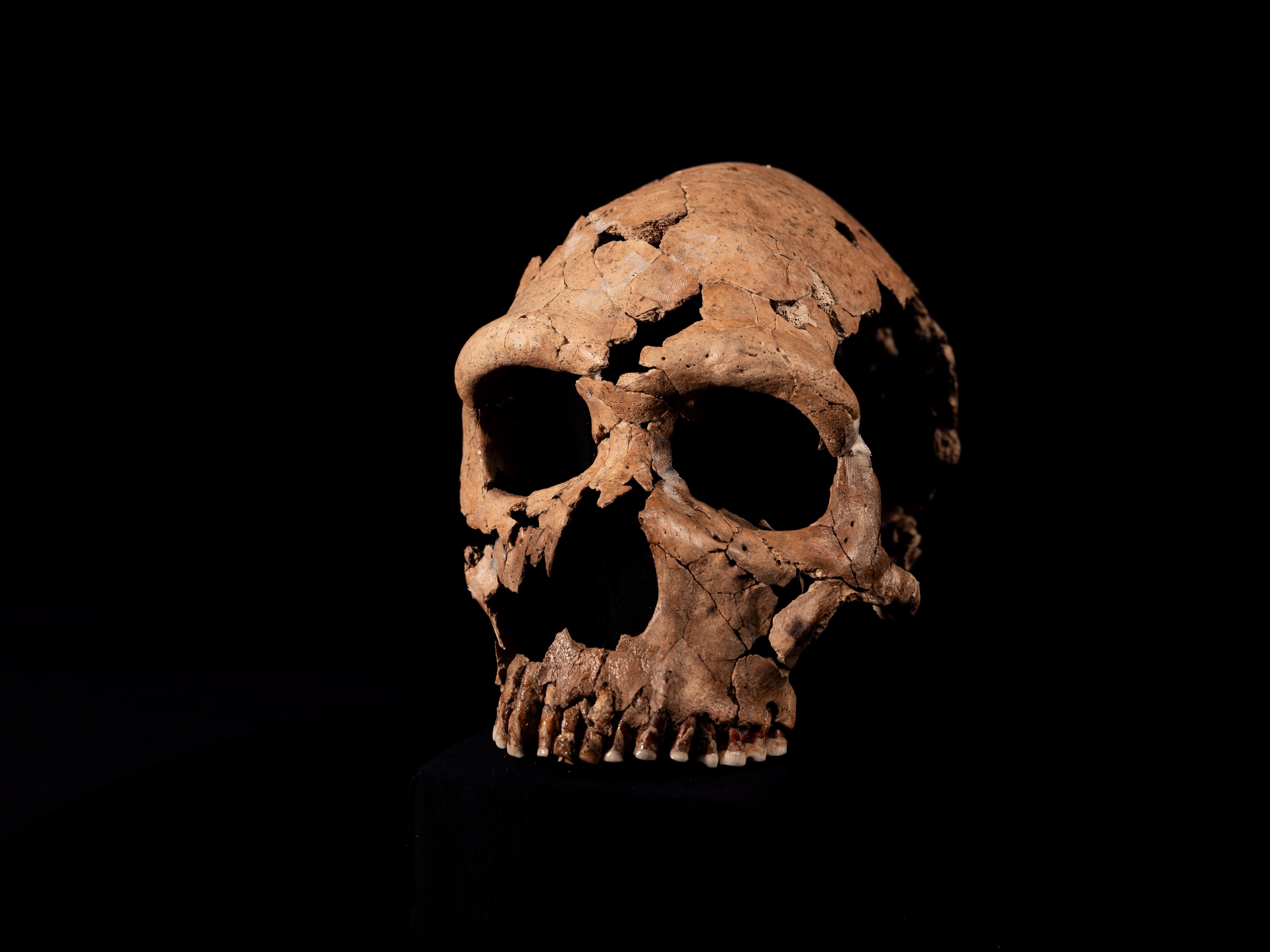 Neanderthal skull is pieced back together as part of Netflix documentary