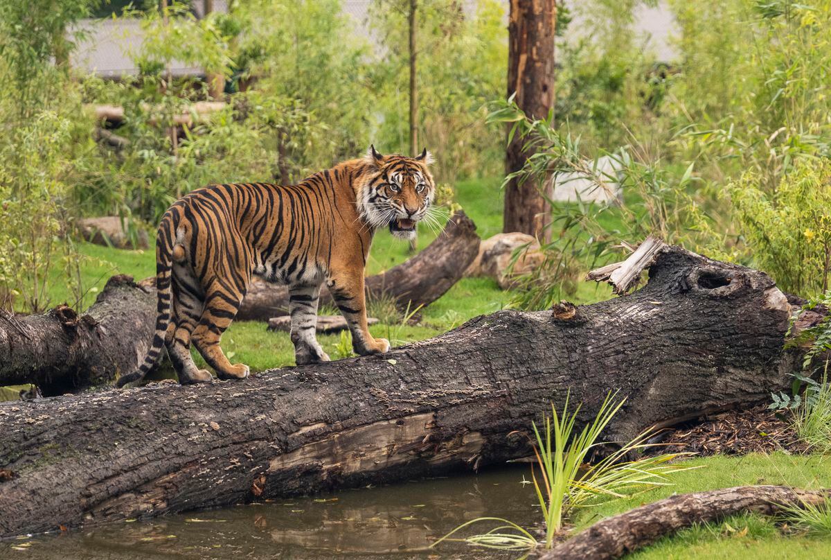 The park has two Sumatran tigers. Photo: West Midland Safari Park
