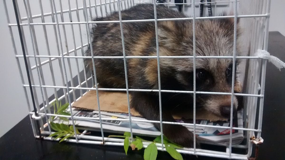 The racoon dog could now end up in a zoo or animal park