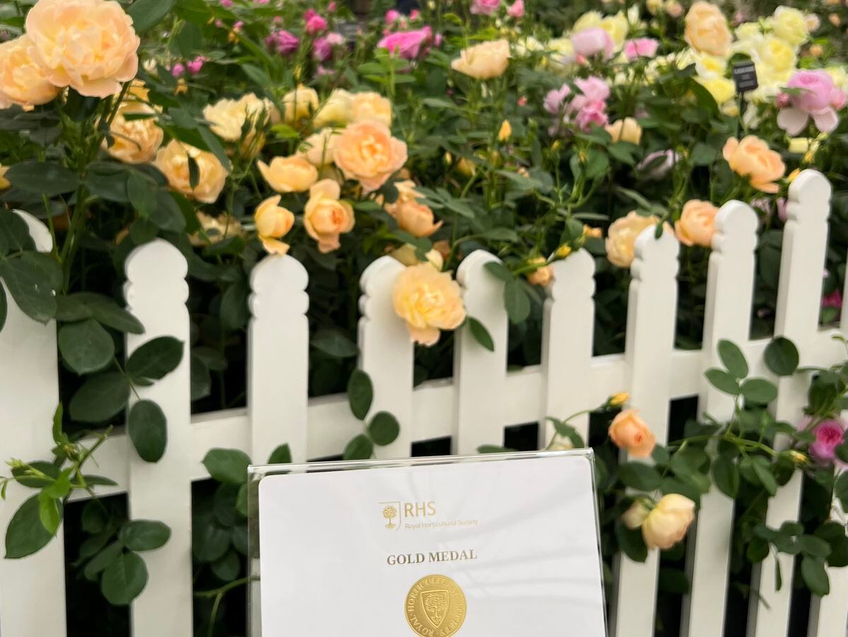 David Austin Roses was awarded a gold medal for its display at the Chelsea Flower Show. Photo: David Austin Roses