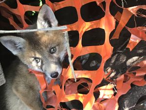 The fox cub had found himself trapped in the netting in Burntwood