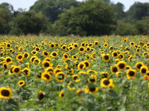 Sunflowers in the field of growers Charles and Henry Robinson near Spalding, Lincolnshire, UK. (Paul Marriott/ PA)