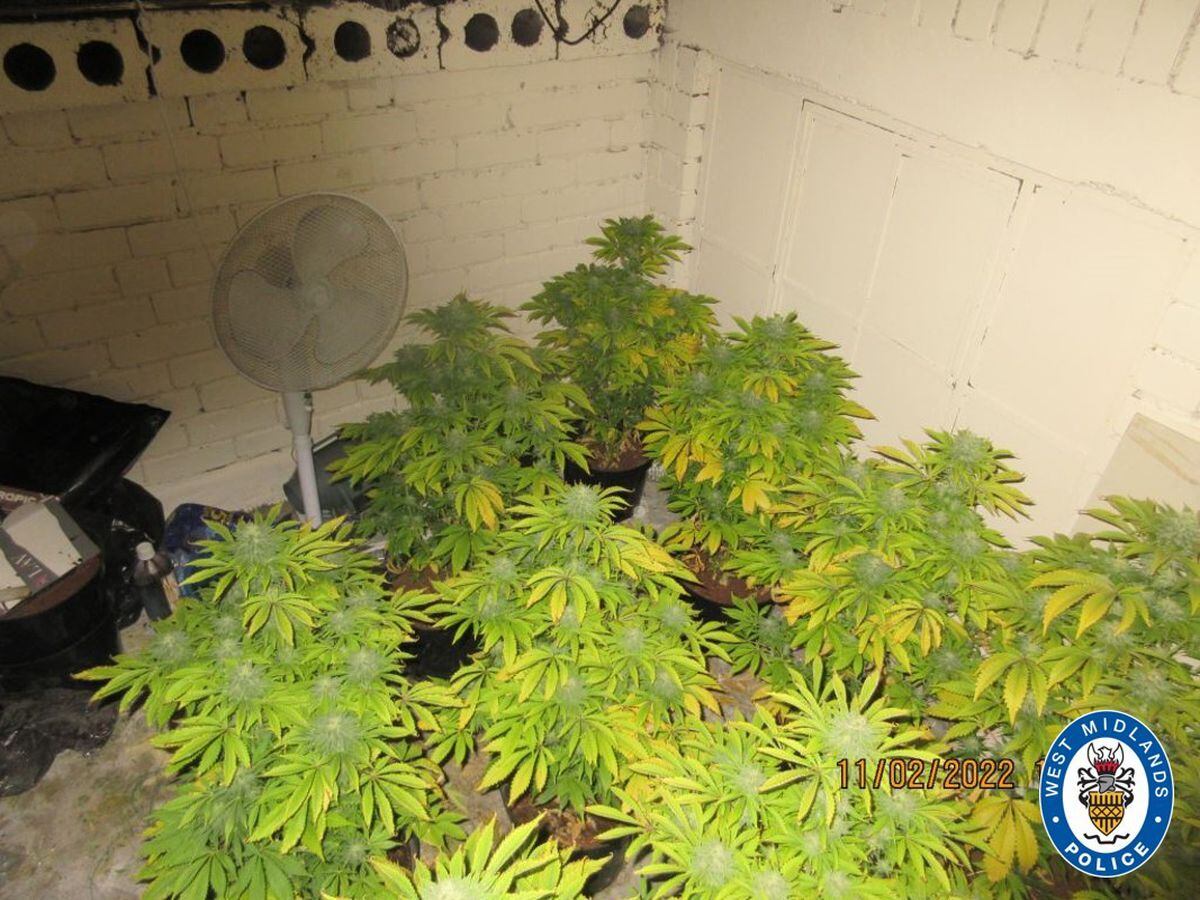 Cannabis plants recovered