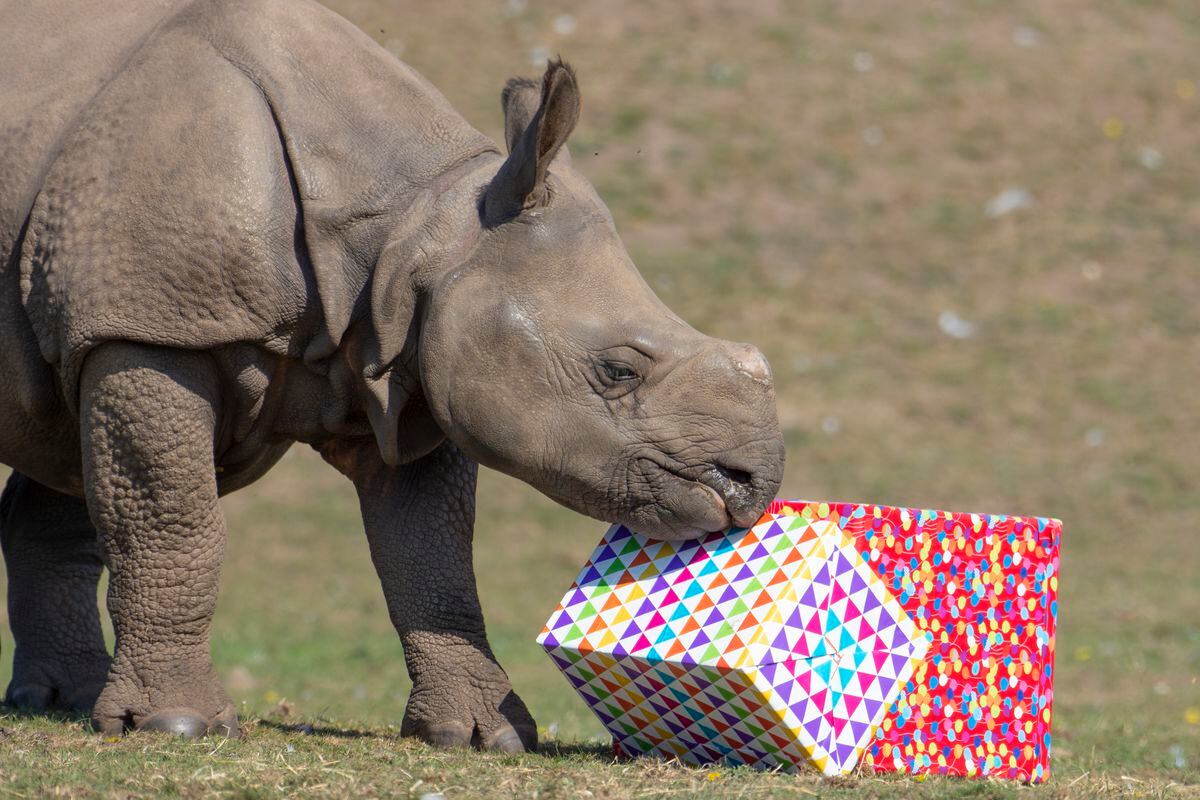 Inesh celebrates his first birthday at West Midland Safari Park
