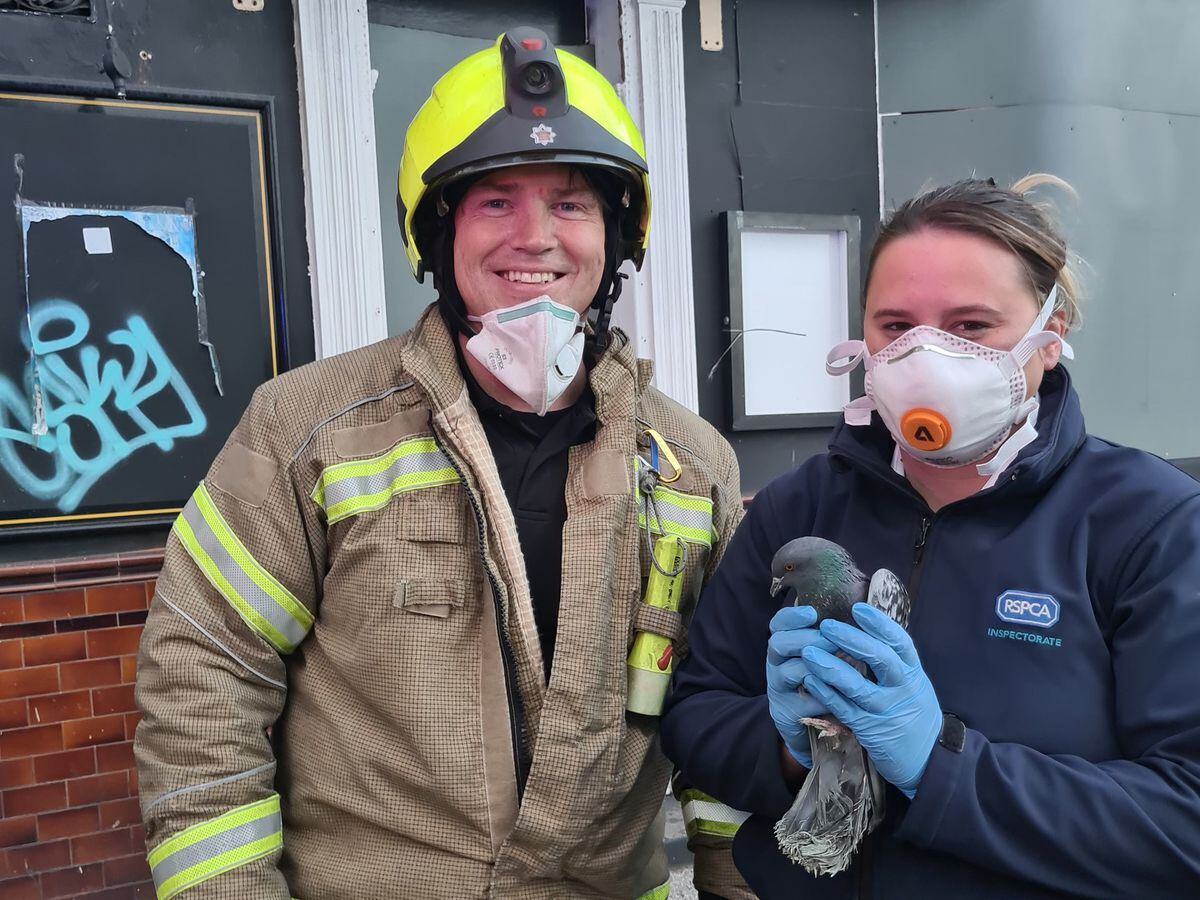 A pigeon trapped in a disused pub in Willenhall has been rescued by the RSPCA and released back into the wild.