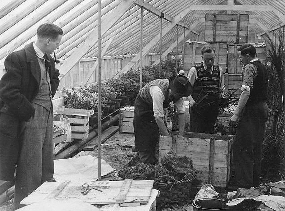 Percy Thrower, left, oversees Alex Mullins, William Lewis, and Tom Stacey, foreman, packing plants for Berlin's English Garden in damp moss as no soil was to be left on the roots due to German restrictions. Picture: Alan Lewis.