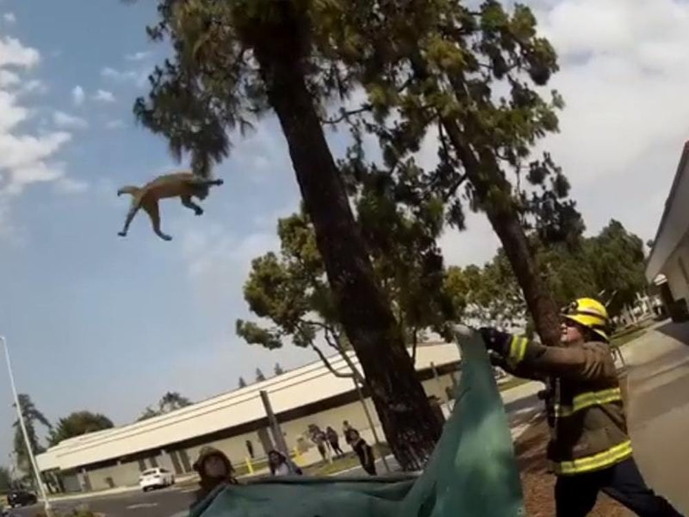 Firefighters dramatically rescue cat as it leaps from tall tree