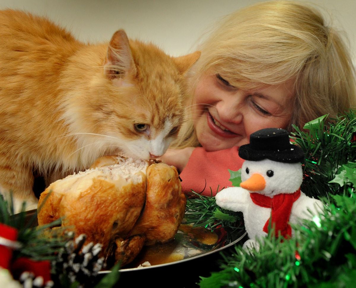 Chicken dinners on the menu if Wolverhampton cat charity gets donations