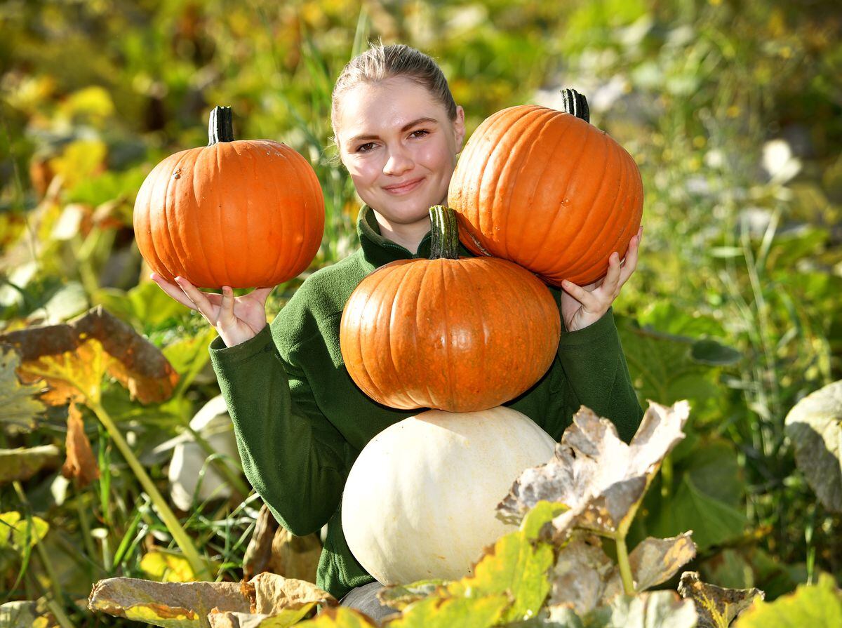 Sophie Cole, from Essington Farm, helps to harvest the pumpkins ready for Halloween