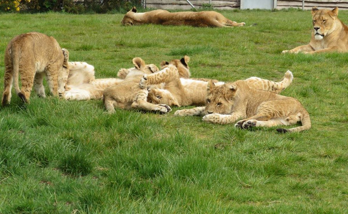 Keepers at West Midlands Safari Park have shared new pictures of the lion cubs